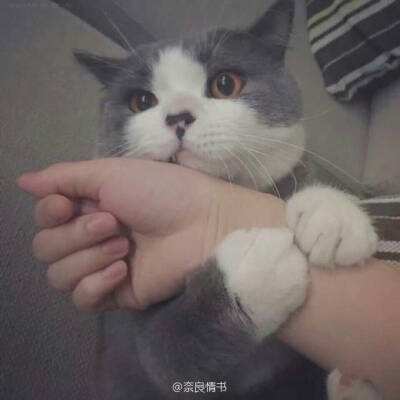特警力量游戏手机版下载
